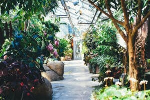 Inside a garden centre with lots of vibrant plants
